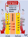 Funktionsschema der Brennstoffzelle: Globus Infografik 7301