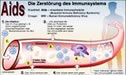 Infografik: AIDS - die Zerstörung des Immunsystems