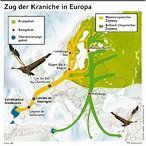 Infografik: Zug der Kraniche; Großansicht [FR]