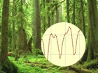 Wälder und die Fieberkurve des Kohlendioxid / ACCENT