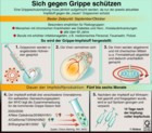 Grippeschutzimpfung: Infografik Globus 0145