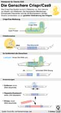  Globus Infografik 14238